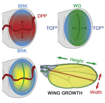Drosophila Morphogens Stimulate Direction of Growth